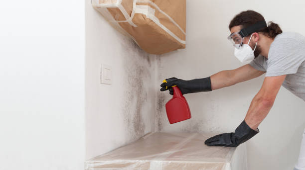 Professional Basement Mold Remediation technician working in Excelsior, MN